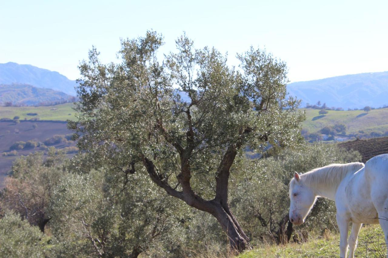Villa El Sa Calopezzati Buitenkant foto